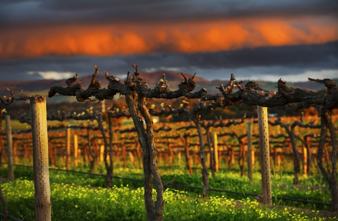 The Barossa by Dragan Photography