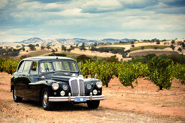 The 1962 Daimler in a local Barossa vineyard